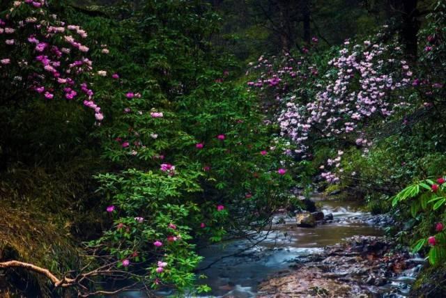 【行摄云南】大理巍山：玉兰花开春来早  古城赏花正当时