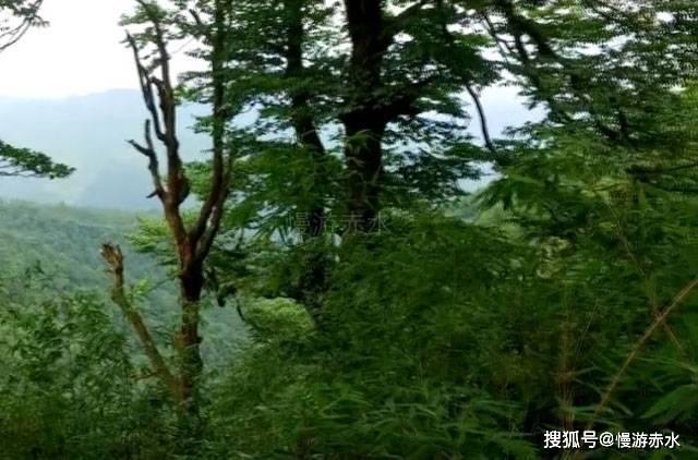 怪物猎人世界